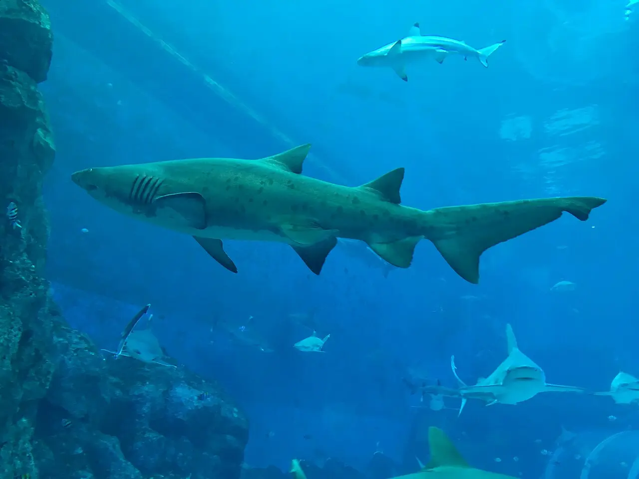 A large sand tiger shark and several smaller sharks swimming past the viewing glass of the main tank at the S.E.A. Aquarium, Resorts World Sentosa, lit blue with a rock wall to the left.